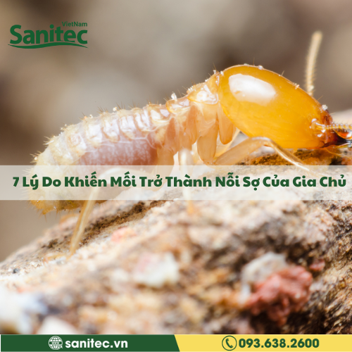 7 Lý Do Khiến Mối Trở Thành Nỗi Sợ Của Gia Chủ